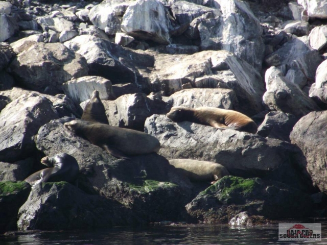  Sea lion colony 